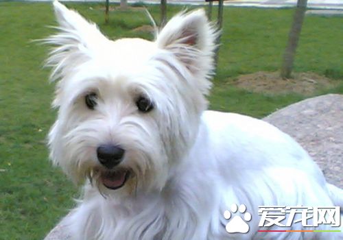 如何训练西高地白梗 可以采用诱导法的方式来训练