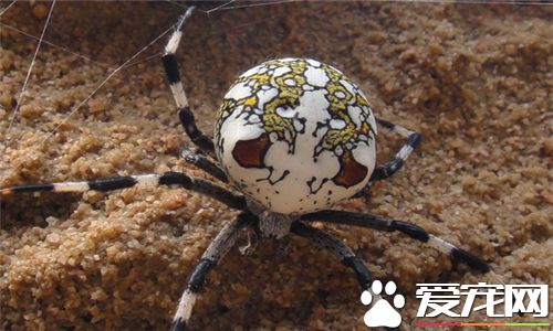 蜘蛛喜欢什么 蜘蛛喜欢生活在阴暗潮湿的地方