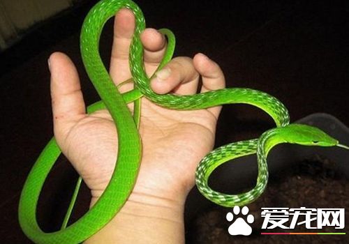 好养的宠物蛇 非常适合家庭饲养的宠物蛇