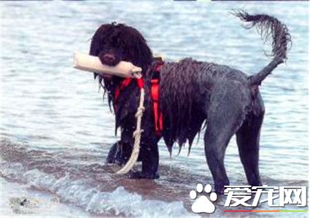 葡萄牙水犬哪里有卖 可以通过网上选择购买