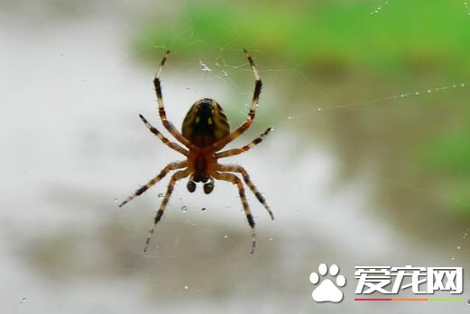 蜘蛛能活多长时间 各个种类蜘蛛的寿命不同