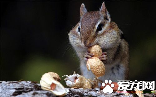 松鼠尾巴有什么用 松鼠尾巴有加跳跃距离