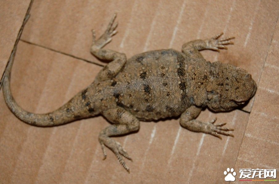 冬天怎样养蜥蜴 不要过分的勉强蜥蜴进食