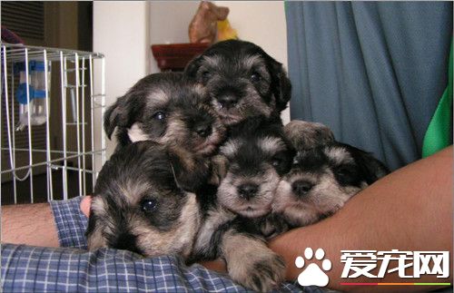 迷你雪纳瑞多大可以吃硬狗粮 三个月后开始吃