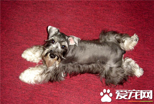 迷你雪纳瑞多久成年 经历将近18个月的时间