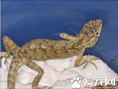 怎样养蜥蜴 关键的是让蜥蜴充分接触紫外线