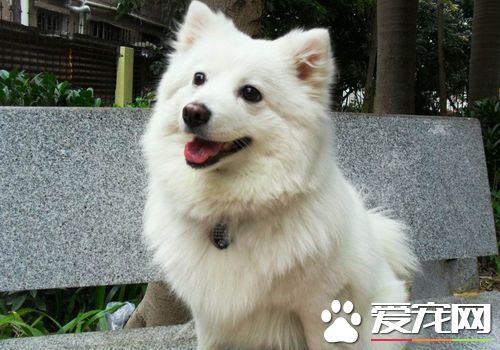 如何训练银狐犬大小便 在外面排便给予食物奖励