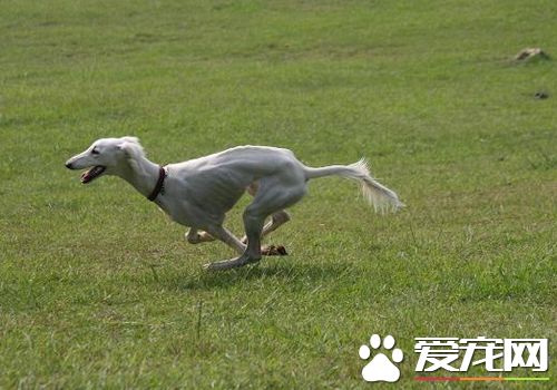 萨路基犬的价格 从几千块到一万多不等