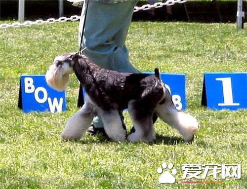 迷你雪纳瑞的智商高吗 有较高的智力的狗狗