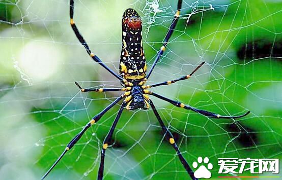 黑寡妇蜘蛛多少钱 一般报价在百元左右