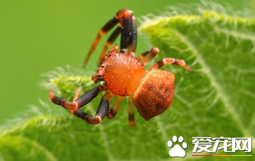 蜘蛛是胎生还是卵生 蜘蛛都是卵生动物