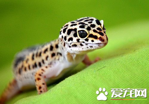 蜥蜴是节肢动物吗 蜥蜴是属于节肢动物的一种