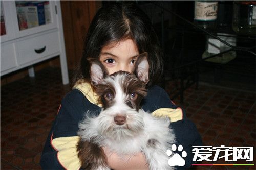 迷你雪纳瑞多高 体长30到35厘米左右