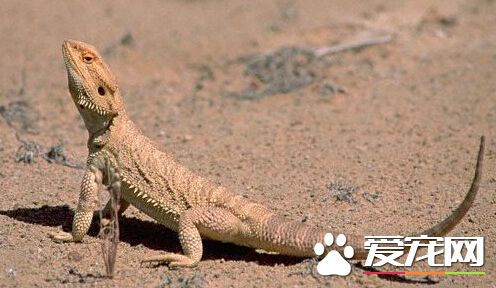 飞蜥能滑翔多久 能轻松滑行一个足球场的距离