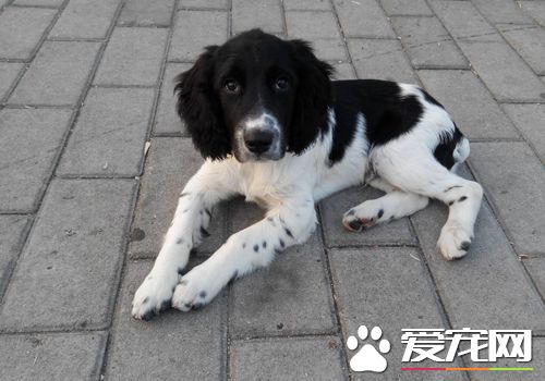 如何训练史宾格犬 需要先建立一个良好的关系