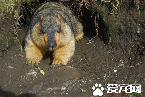 土拨鼠叫声 土拨鼠遇到危险会大叫作为警报