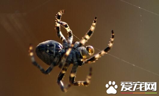 蜘蛛吃蜘蛛吗 蜘蛛一般是可以吃蜘蛛的