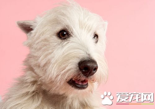 如何训练西高地白梗 可以采用诱导法的方式来训练