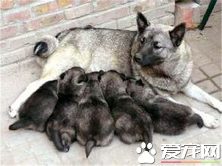 挪威猎麋犬哪里有卖 宠物商店或网上都可以