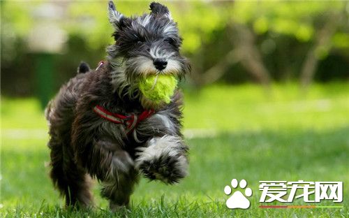 迷你雪纳瑞喝什么水 可以是家里的自来水