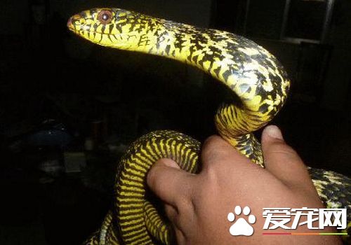 宠物蛇开食 第一次投喂最好选择晚上九点以后