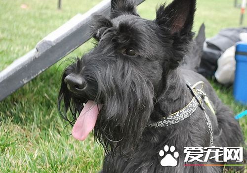 如何训练苏格兰梗 训练苏格兰梗要给以指导