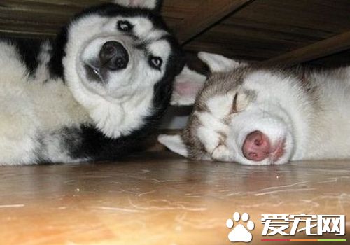 如何训练哈士奇 萝卜加大棒策略是最佳训练方法