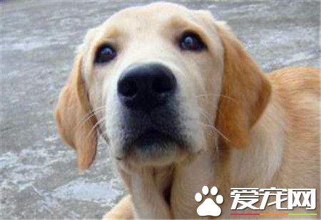 平毛寻回犬怎么样 是一种非常聪明的狩猎犬