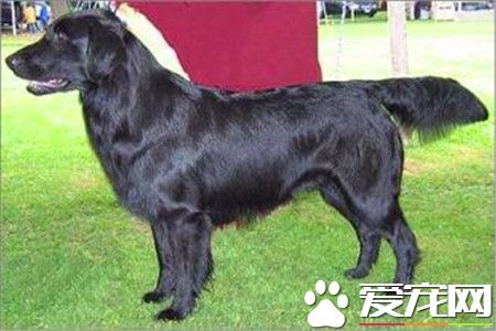 平毛寻回犬的价格 一般售价在600到2500元不等