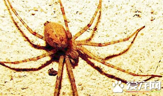 蜘蛛有触角吗 宠物蜘蛛是没有触须的