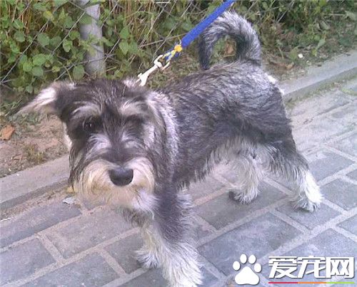 你雪纳瑞好教吗 迷你雪纳瑞是很聪明的