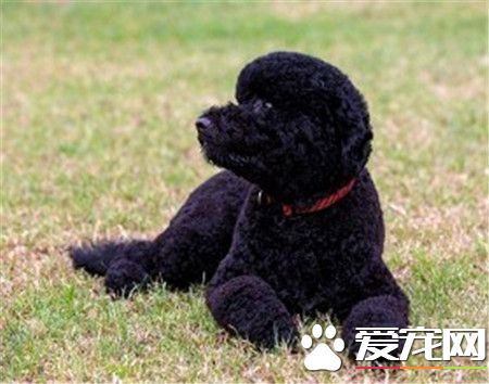 葡萄牙水犬不掉毛吗 到换毛季节还是会掉毛的