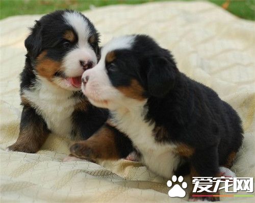 伯恩山犬咬人吗 是一种领地意识很强的动物