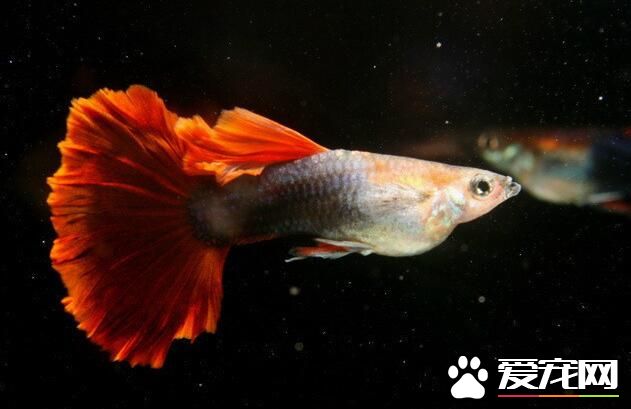 热带鱼招财猫的价格 10厘米也就30到40左右