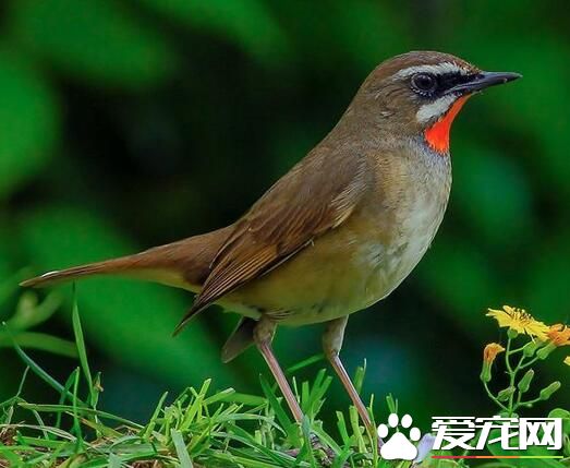 养鸟会得禽流感吗 可能感染H7N9禽流感病毒