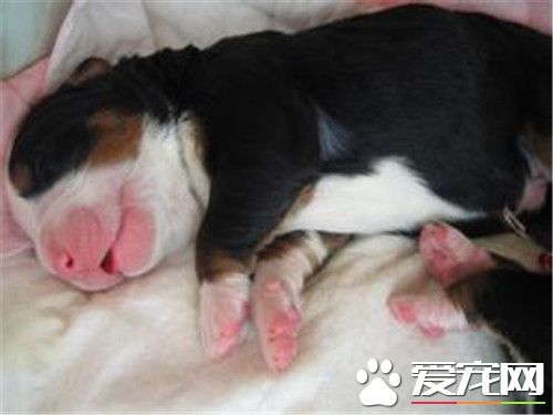 伯恩山犬怎么看好坏 成犬和幼犬的选购方法