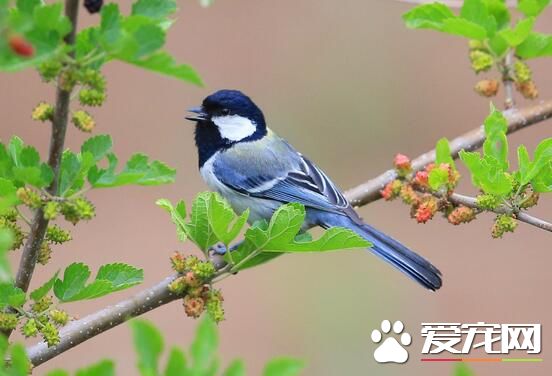 怀孕家里能养鸟吗 孕妇家里养鸟的好处