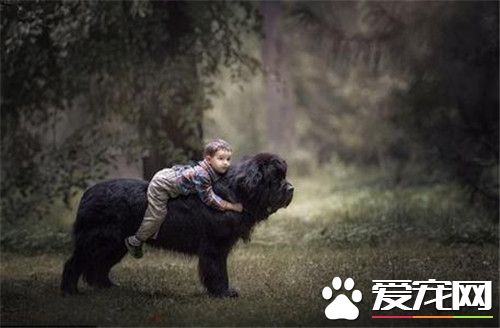 伯瑞犬在那里能买到 到专业犬舍或相关机构