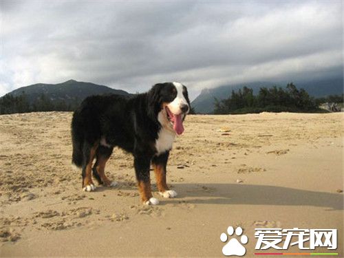 伯恩山犬如何喂养 伯恩山犬吃什么狗粮好