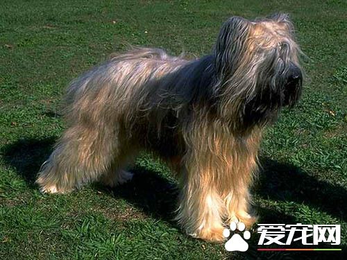 伯瑞犬在那里能买到 到专业犬舍或相关机构