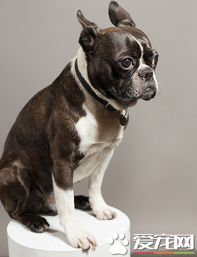 波士顿梗犬好养吗 波士顿梗犬喂食要点