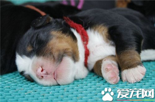 伯恩山犬特点 伯恩山犬是个勇敢安静且对人友善