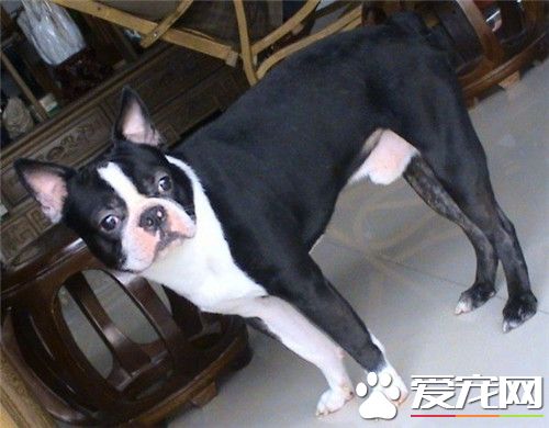 波士顿梗哪里有买 在同城类的网站上可以买到