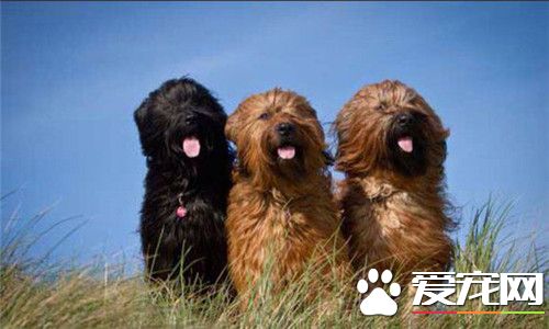 伯瑞犬杂交多少钱 参考价格1000到5000元