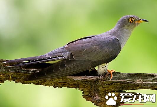 养鸟的风水禁忌 养鸟的风水禁忌有哪些