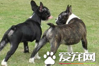 波士顿梗犬有尾巴吗 这种狗几乎就是没有尾巴