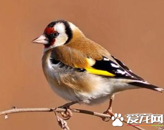 家里养鸟风水好不好 家里养鸟风水开运化煞