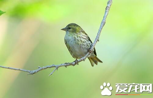 怀孕家里能养鸟吗 孕妇家里养鸟的好处