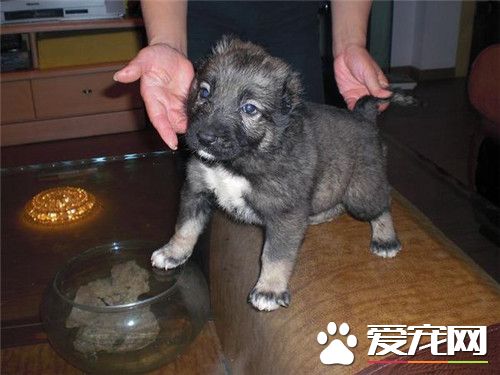 伯瑞犬在那里能买到 到专业犬舍或相关机构