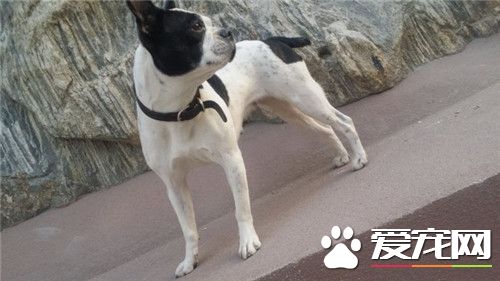 波士顿梗哪里有买 在同城类的网站上可以买到